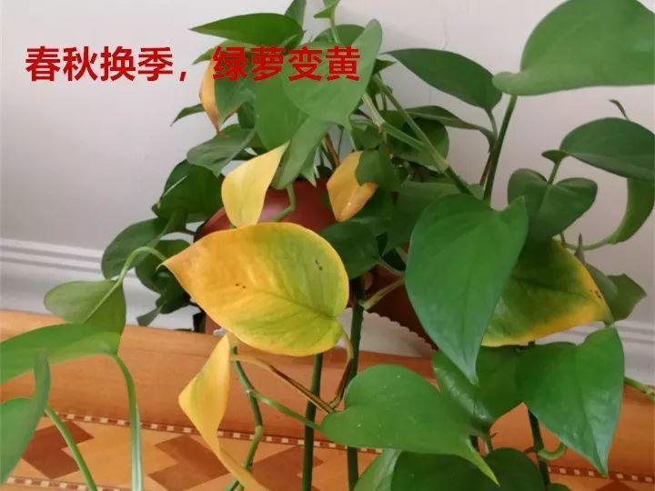 快死的绿萝, 一口气剪个精光, 不用7天冒新芽!