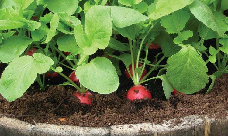 这种天然钙片, 在家种上盆, 爽脆可口, 半个月就能吃!