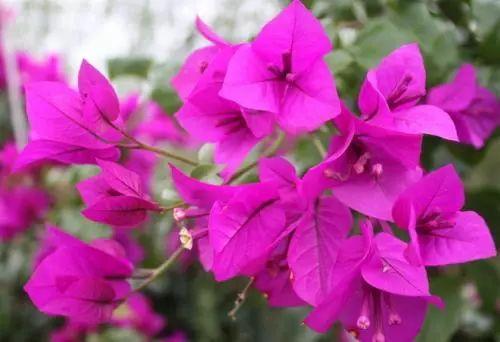 三角梅落叶, 掉花离不开这些原因! 这样处理才能开花长久叶片长绿!