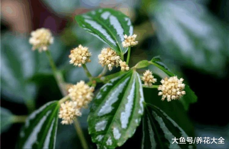 清凉如水之花, 夏季必定要选它!