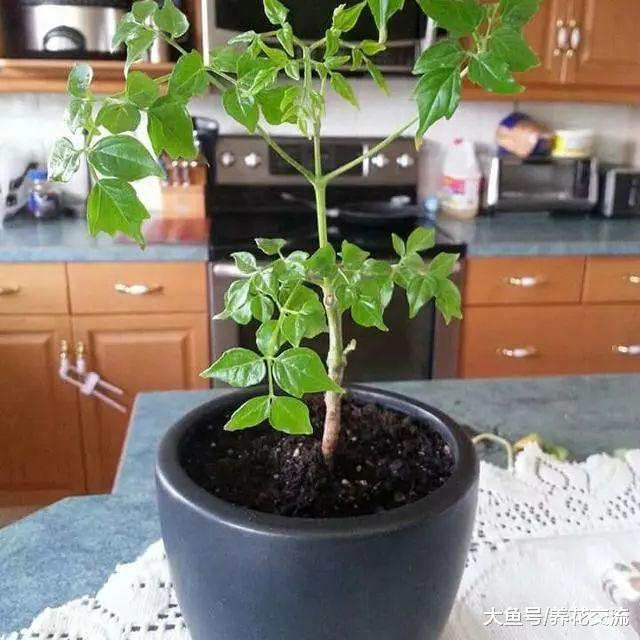 可以保持叶片常年翠绿的幸福树, 养客厅就能保持旺盛的生长状态