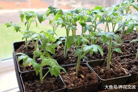 为什么播种繁殖长出来的幼苗枝叶徒长, 杆总是倒下来?