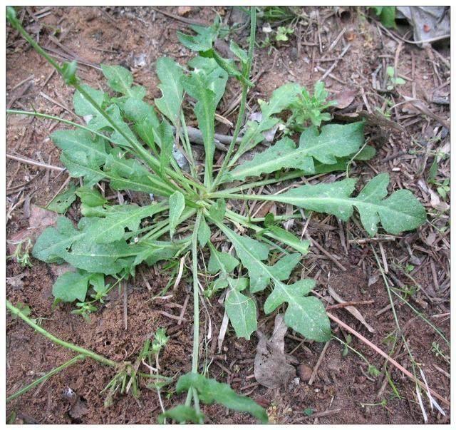农村才有的抗癌野菜, 第三种女人吃了更是有意想不到的效果