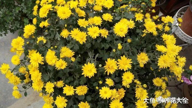 现在不养这种花, 夏天就白过了, 现在种还来得及!