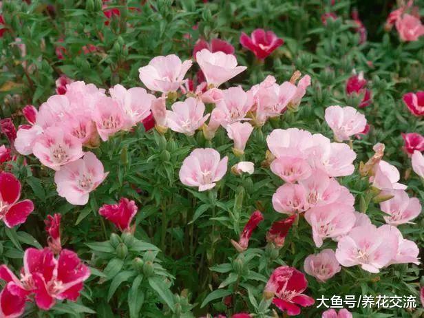 很少花友会知道的5种观赏花卉, 认识一种就算老园丁了