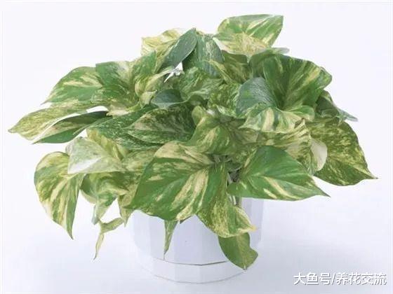 这7种室内植物特别容易养护, 很难被养花新手弄死