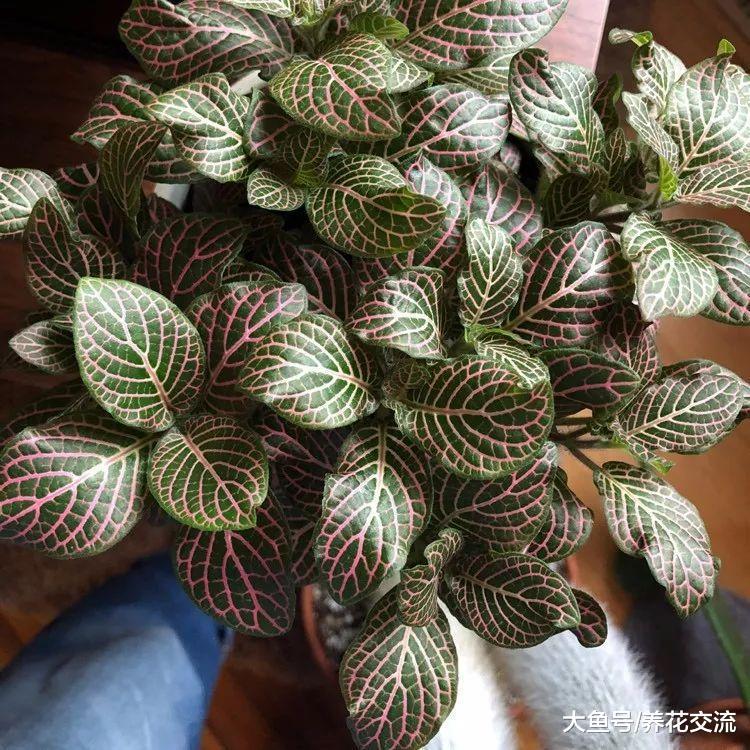 适合养阴凉处的网纹草, 作为办公室的桌面盆栽特容易养
