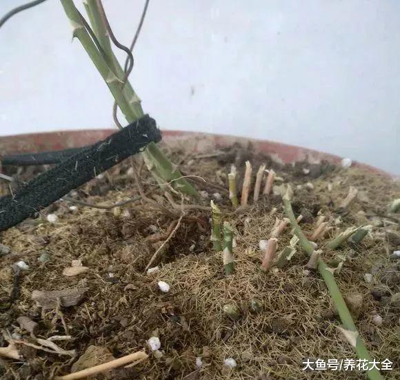 别再舍不得了, 这样给文竹剪一刀, 满满的文艺感!