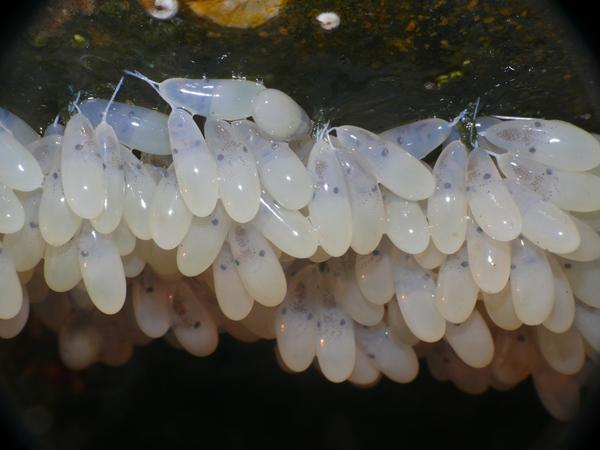 男子深海潜水发现章鱼, 仔细查看其身边的物体让人不相信