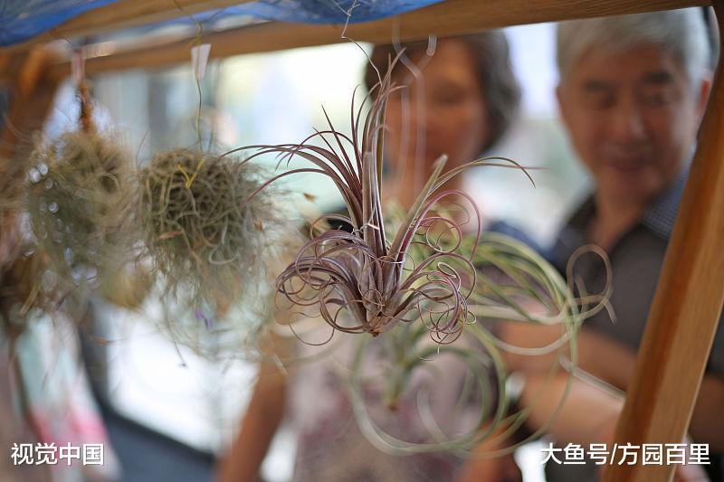 一款神奇的植物——空气凤梨
