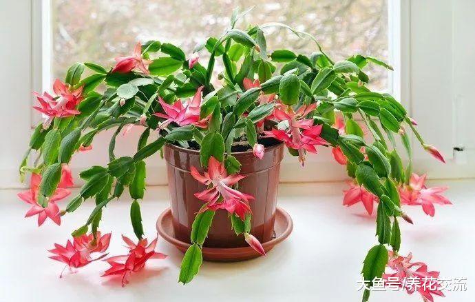7种长相清奇的室内盆栽仙人掌, 还能在顶部开花艳丽大花