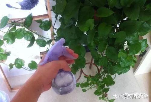 天越来越热, 别忘了给花用点这个, 叶子变得又绿又亮!