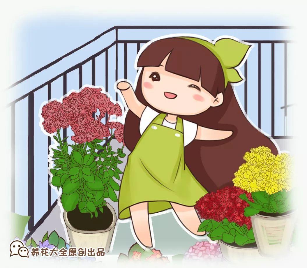 这花太能长, 养1次就上瘾, 半年霸占整间房!