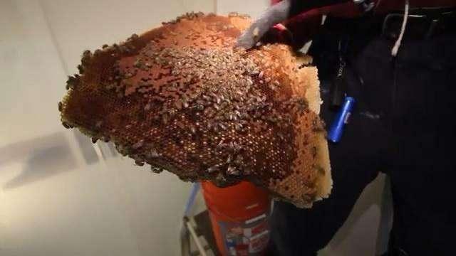 男子听见自家房间有异响, 发现的东西让他高兴了