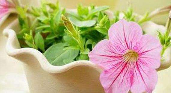 路上这“3种”东西快点捡, 拿来养花, 个个是“神器”, 用上爆盆