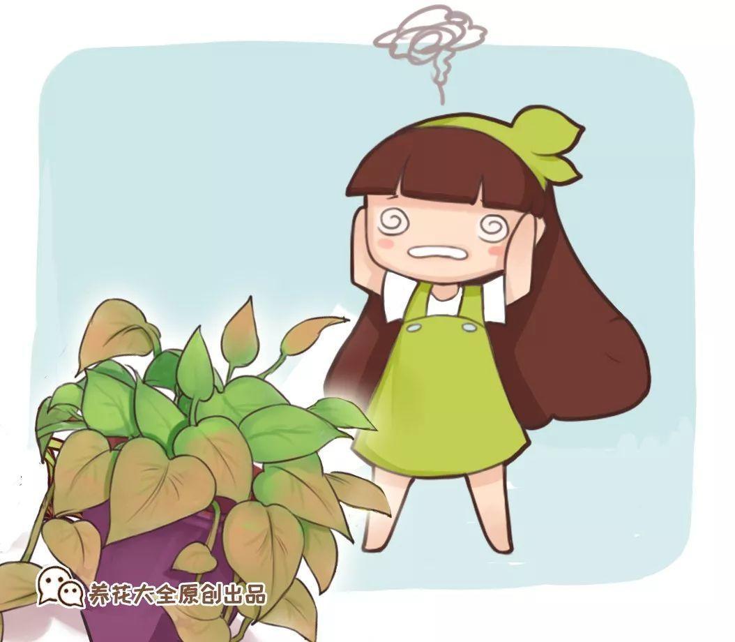 这8种花, 一到秋天就黄叶, 再不救只剩盆了!