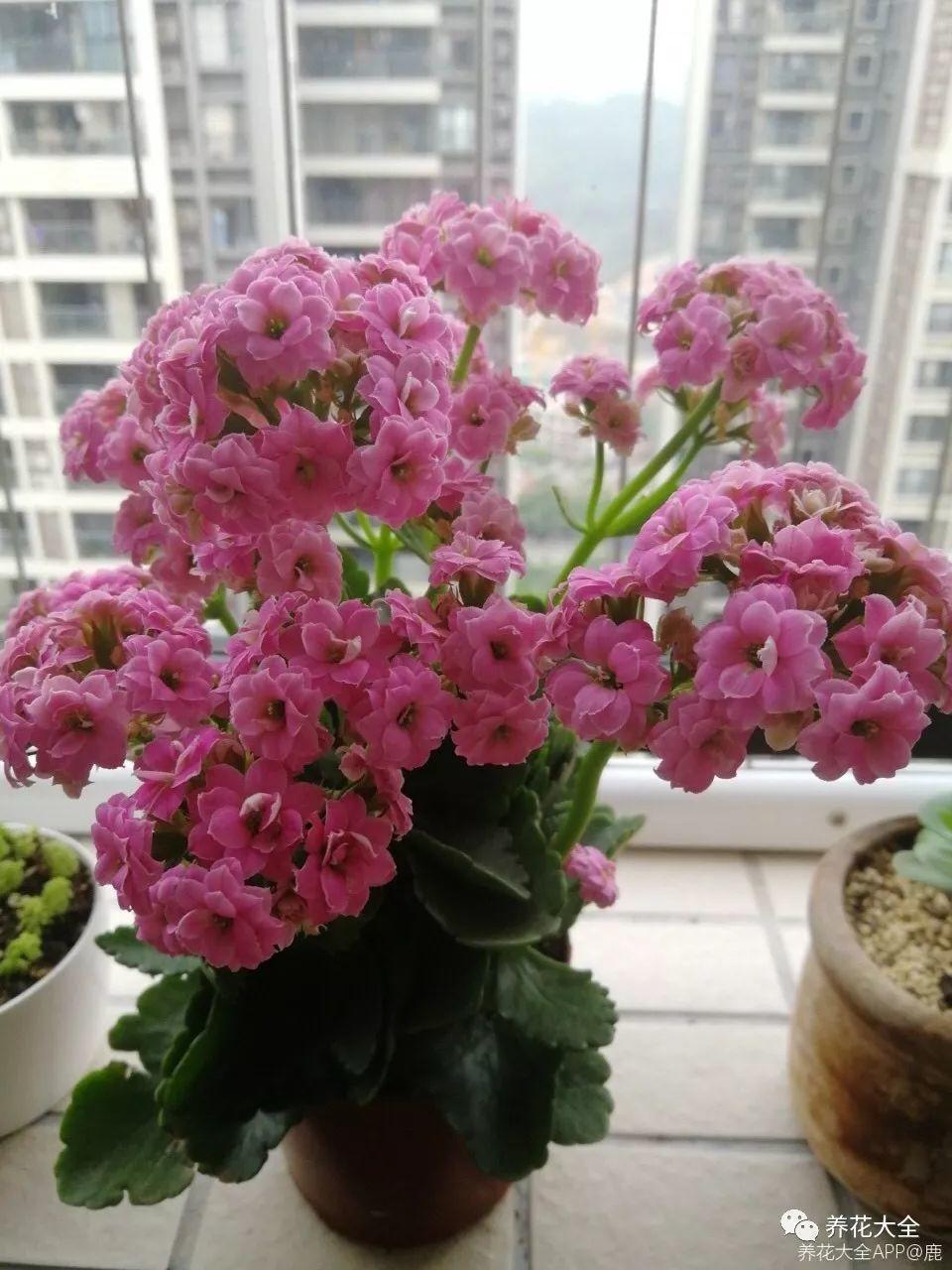 这7种花最适合养在家里, 夜晚释放氧气, 让你不失眠睡的香!