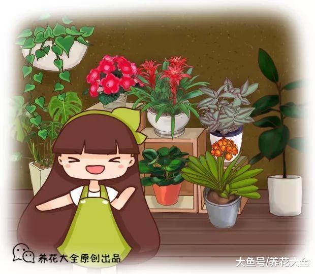 这12种花超耐阴, 光照不好也能蹭蹭疯长!