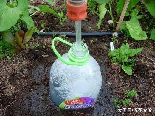 国庆去度假植物没有人照顾, 这几种方法可以让盆栽自动补水