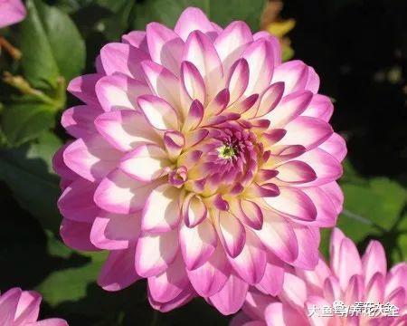 这5种花要注意, 一淋雨就烂根, 放在屋内才安全!