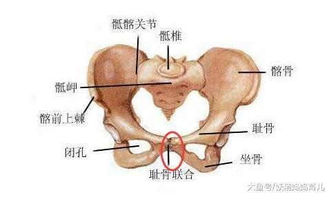 束腹带真的可以缓解耻骨疼吗? 缓解产后耻骨疼, 妈妈试试这几招