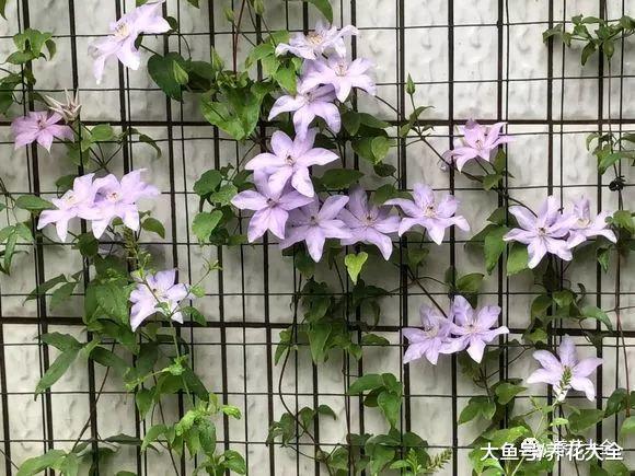 这9种花放在家里养, 轻松一打理, 花开满墙!