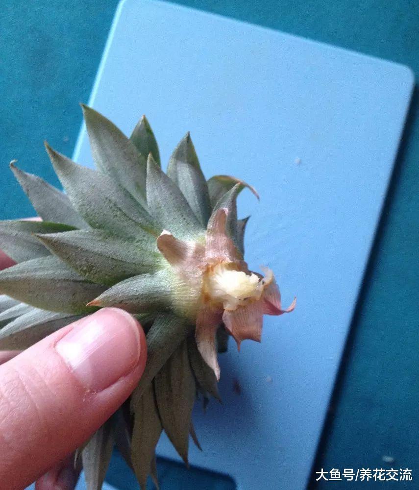 两年前用菠萝叶子扦插的盆栽, 现在结出来一个巴掌大的果子