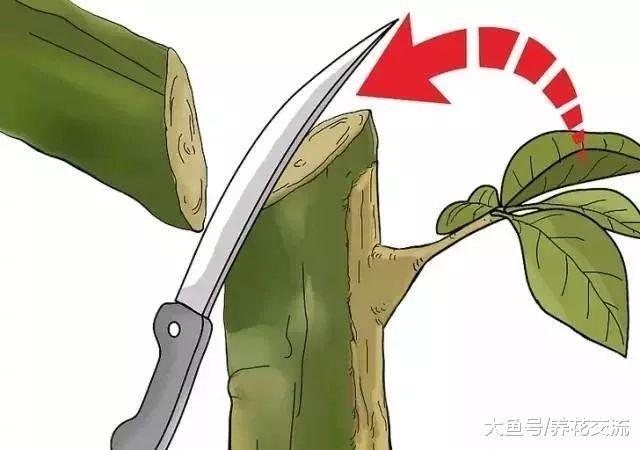 植物花卉嫁接需要用到的几个技巧, 新手也能轻松学会