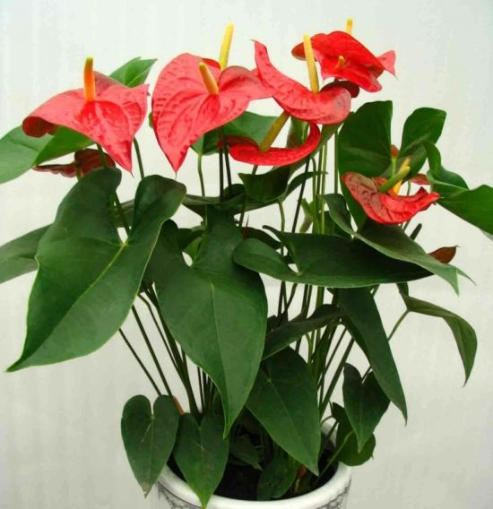 养护“红掌”, 这一招你要用, 开花艳丽, “叶片”绿到冒油!