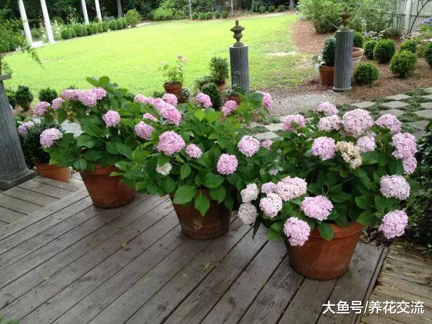 13种特别适合种在阳台的盆栽植物, 新手也能常年养开花