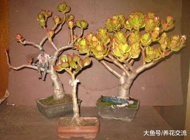 没想到这些常见的多肉植物都能养成翡翠一般的盆景