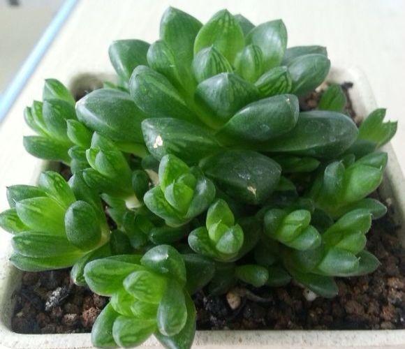 初秋给花扒层皮, 1盆秒变20盆, 省老多钱了!