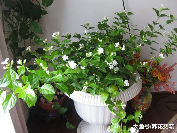 这7种带有迷人清香的开花植物, 养在室内也能开花灿烂