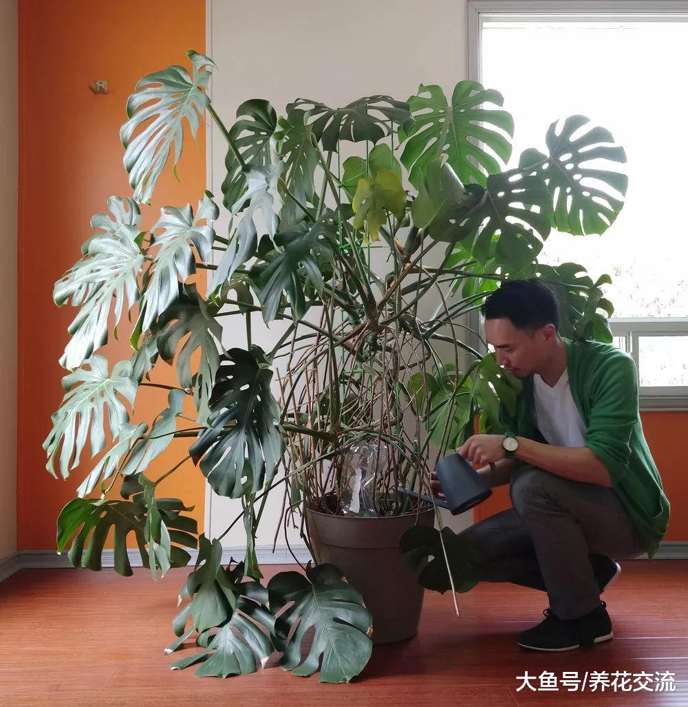 为什么植物会长气根, 这些在空中长根的枝条该如何处理?