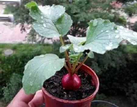 这种天然钙片, 在家种上盆, 爽脆可口, 半个月就能吃!