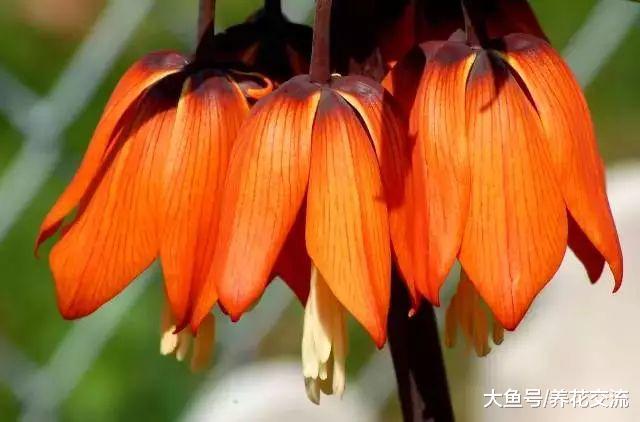 特适合养在户外的几种植物, 在院子的各个角落都有合适的花