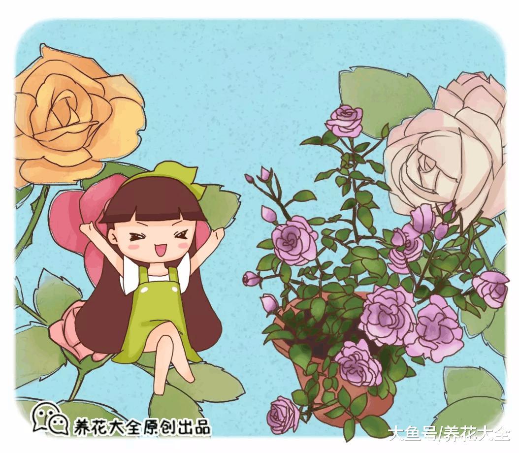 月季盆里撒点它, 月月花开爆, 根本停不下来!