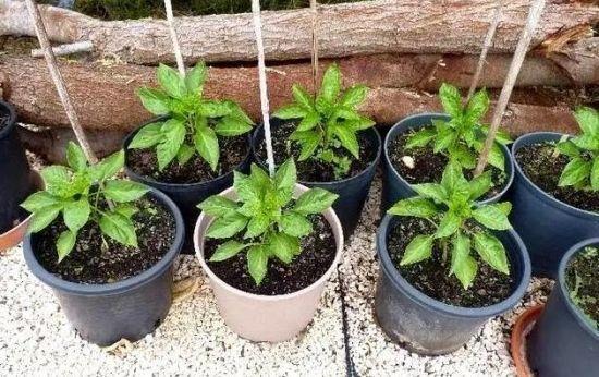 七彩椒不用买, 现在种过年就上桌, 一个冬天吃不完!