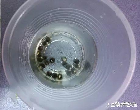 秋葵不用买, 自己在家种一盆, 多到吃不完!