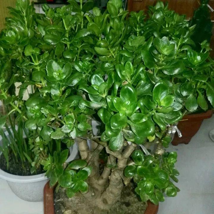 长寿绑到玉树上, 竟然能开9色花, 树干比胳膊还粗!