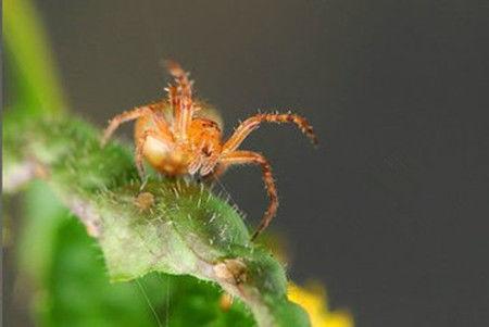 女子耳朵被蜘蛛咬了一口, 耳朵居然被毒液给溶解, 整个变黑坏死