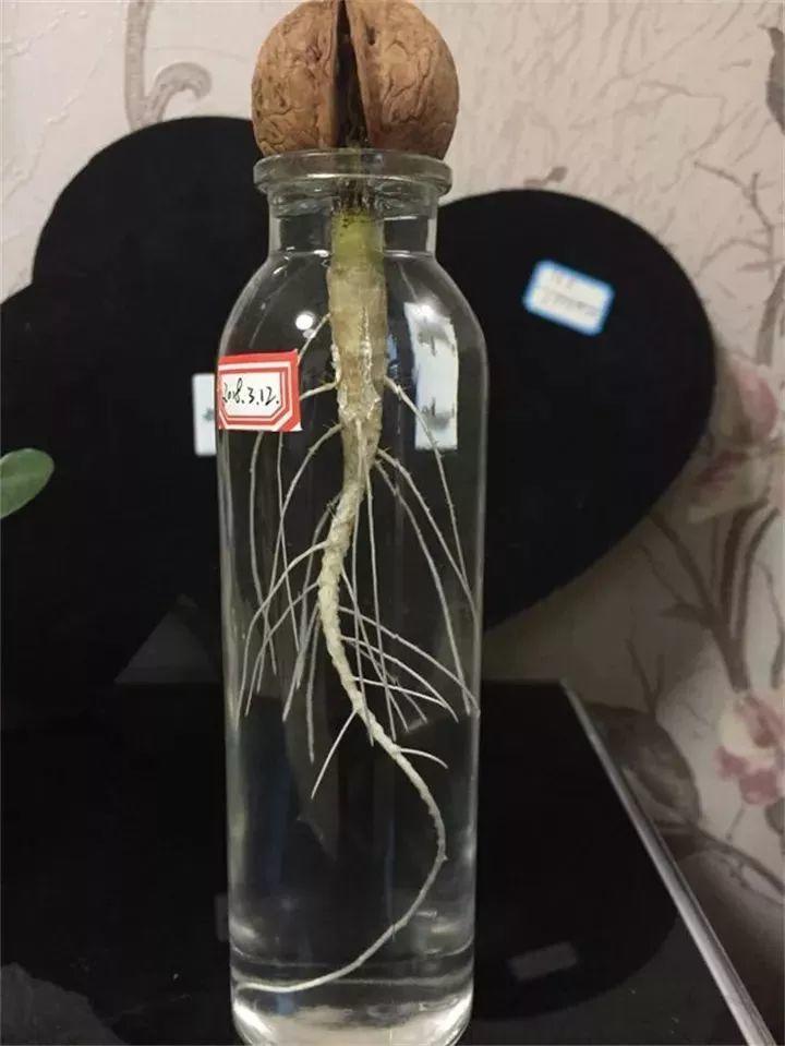 柚子籽可是宝, 种在塑料盒里, 半月长成小盆景!