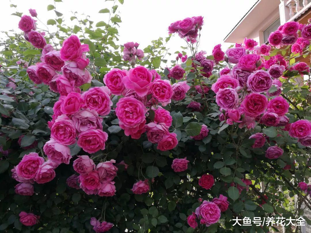 月季多肉三角梅…这6款花园, 没钱也能建!