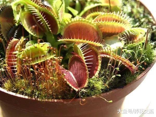 这种植物还要喂虫子长大, 养在窗台上的捕蝇草盆栽也能开花