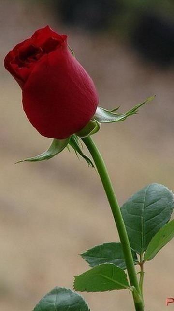 并不是所有的喜欢都会有结果, 终究要明白, 遇见就已经很难得