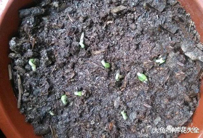 秋葵不用买, 自己在家种一盆, 多到吃不完!