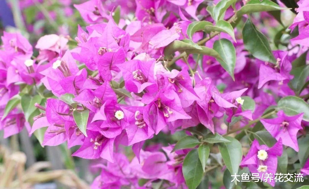 看到三角梅有喜欢的花色, 直接剪一段扦插土壤中就能变盆栽