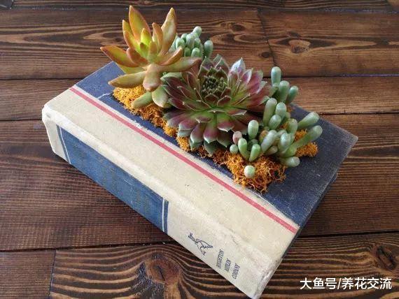 用废旧的书本制作的精美盆栽, 新手看了也能自己DIY几个