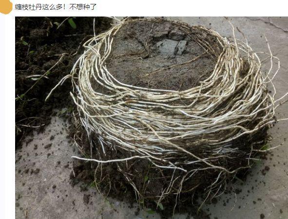 这花长得很好看, 但落地就疯长, 简直就是生物入侵!