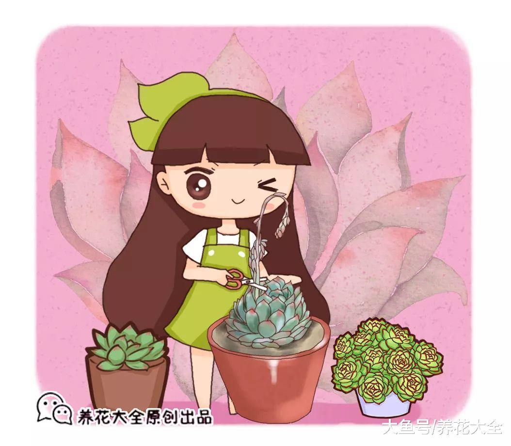 这几种多肉开花一定要小心, 不及时处理, 小心活不到明天!